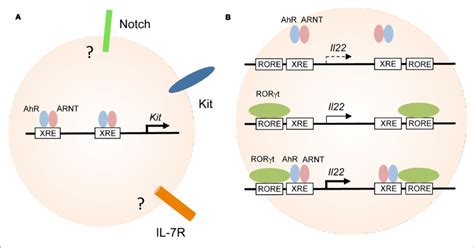 Aryl Hydrocarbon Receptor Transcriptionally Controls The Expression