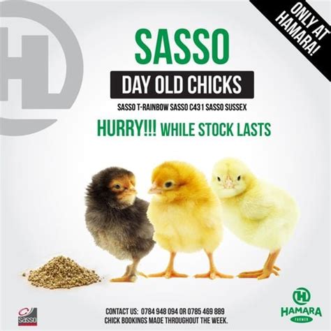 Hamarafarmer On Twitter Sasso T Rainbow Sasso C431 And Sasso Sussex Get Your Sasso Day Old