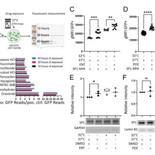 Poziotinib And Entacapone Activate The MHR A A Schematic Overview Of