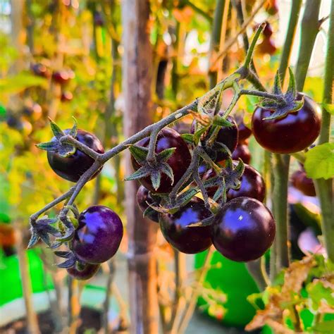 Buy Best Quality Blue Cherry Tomato Seeds Online - Organicbazar