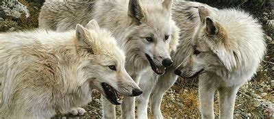 Arctic Wolf Facts | Arctic Wolf Diet & Habitat