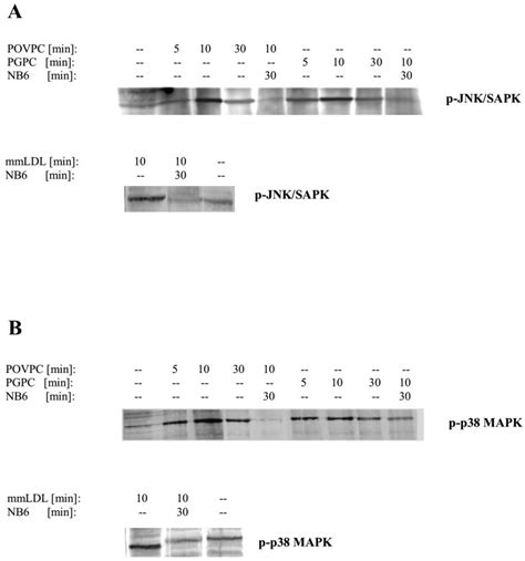 Western Blot Analysis Of Phospho Jnksapk And Phospho P38 Mapk Effects