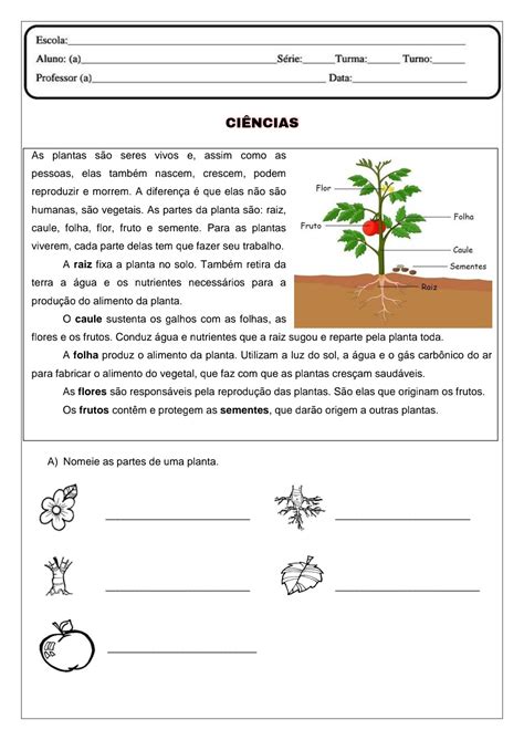 👍ciências Plantas Atividade De Ciências Sobre As Plantas ~ Espaço Infantil