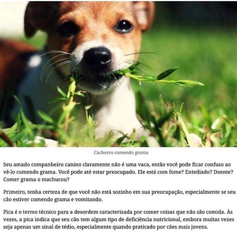 Por Que Os C Es Comem Grama Seu Amado Companheiro Canino Claramente