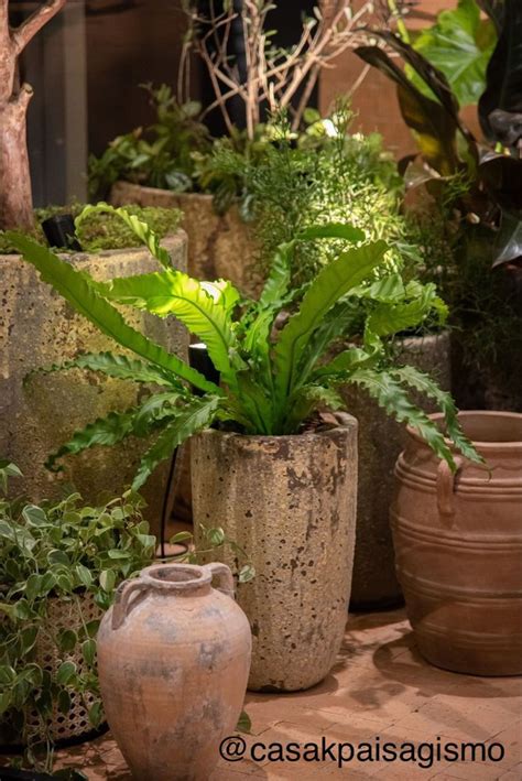 Composi O De Vasos Vietnamitas E Cestaria Plantas Exuberantes