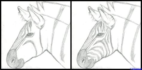 Steps On How To Draw A Zebra Draw Easy