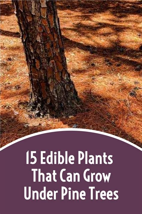 15 Edible Plants That Can Grow Under Pine Trees Artofit