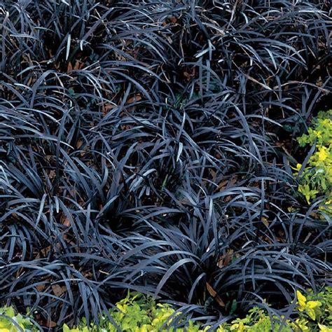 Flowering Black Mondo Grass