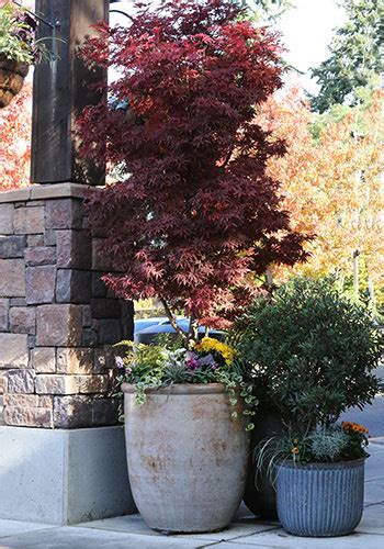 Container Japanese Maples Tips And Tricks From A Pro Sky Nursery