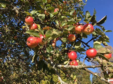 Fotos Gratis Manzana Rbol Naturaleza Rama Fruta Comida Rojo