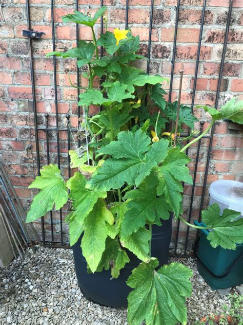 How To Grow Zucchini Vertically 25 Best Ideas A Piece Of Rainbow