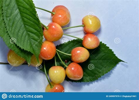 Varias Ramas De Cerezas Amarillas Sobre Fondo Blanco Foto De Archivo