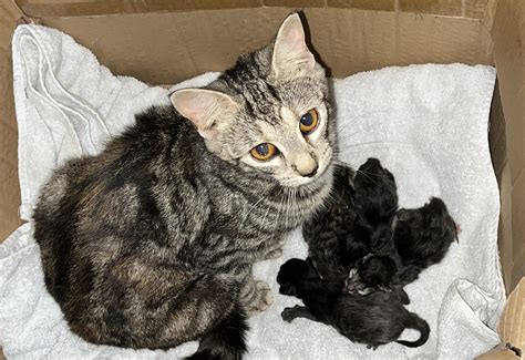 Kittens Born 2 Days Ago 🖤 1 When Can I Start Litter Box Training 2