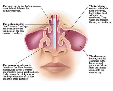 Pain Inside Nose Cartilage | Renew Physical Therapy