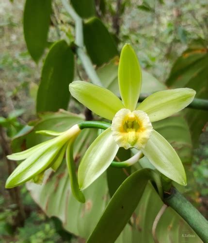 Baunilha Vanilla Planifolia Biodiversity All