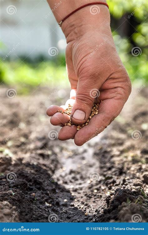 A Hand Sowing Seeds Into The Soil Stock Image Image Of Earth Fresh