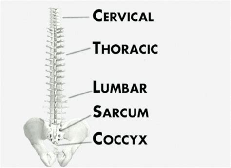 Mnemonics S Wiffle