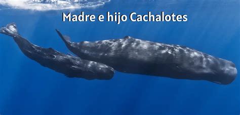 Cachalote Physeter Macrocephalus