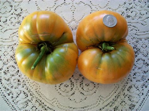 Heirloom Tomato DR WYCHE S 78 Day YELLOW Indeterminate Etsy