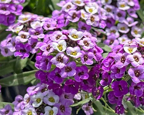 Lobularia maritima | GardensOnline