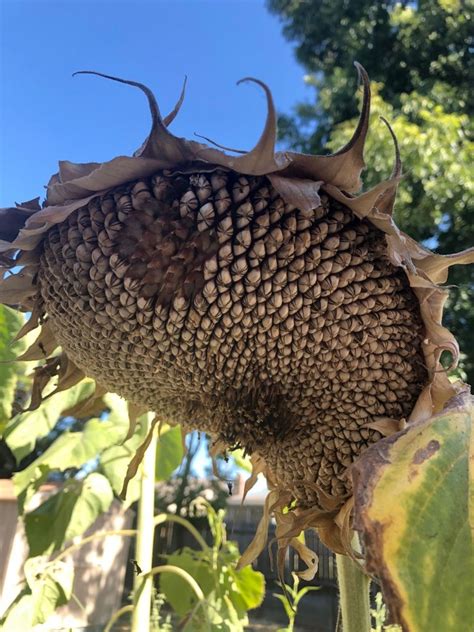 How To Harvest And Roast Sunflower Seeds Harvesting Sunflower Seeds