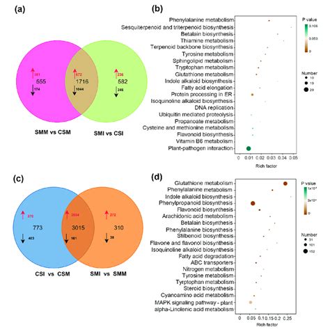 Kegg Enrichment Of Differentially Expressed Genes Between Sm And Cs