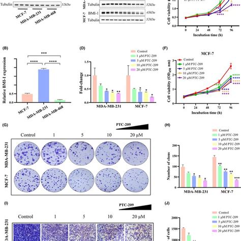 Effects Of BMI1 On Breast Cancer Cell Proliferation In Vivo