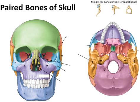 Paired Bones Of Skull Diagram Quizlet