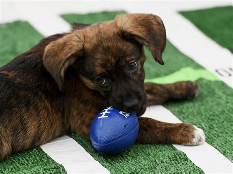 Where to Stream the Super Bowl LVII (2023): Puppy Bowl and Great ...