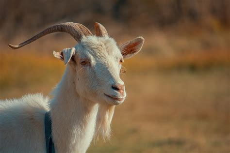 Free Stock Photo Of Animal Dry Goat