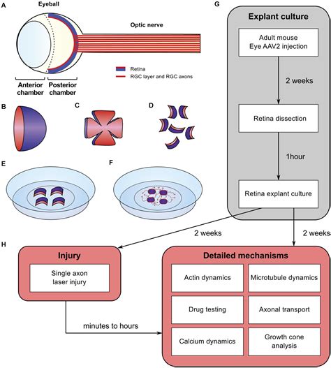 Frontiers Adult Mouse Retina Explants From Ex Vivo To In Vivo Model