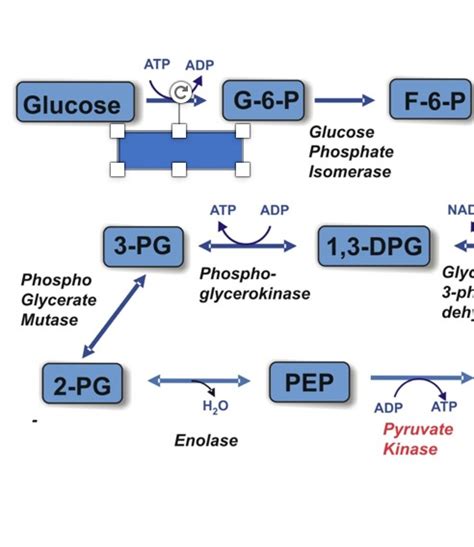 Regulation Of Carbohydrate Metabolism Flashcards Memorang