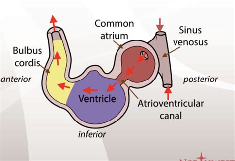 Cardiac Embryology And Congenital Defects Flashcards Quizlet