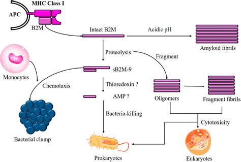 Figure 1 From The Double Edged Sword Of Beta2 Microglobulin In