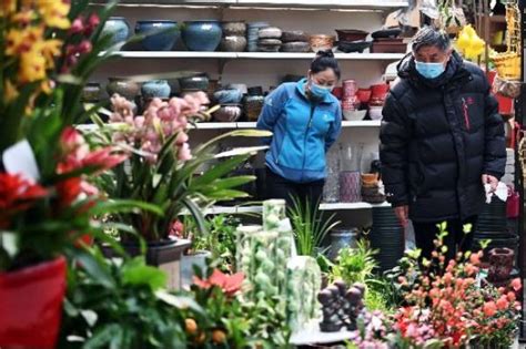 北京年宵花生产量超850万盆 中新社 北京分社