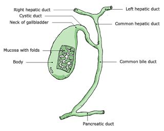 Gallbladder Cystic Duct Anatomy