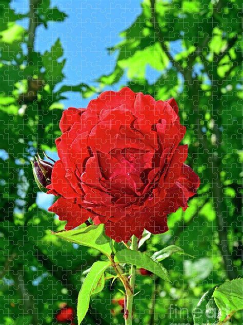 Glowing Red Rose In Sunshine Jigsaw Puzzle By Tibor Tivadar Kui Red