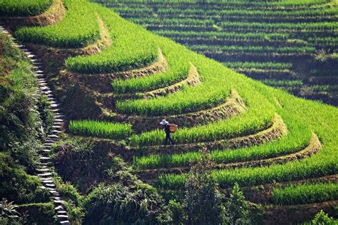 Types Of Terrace Farming