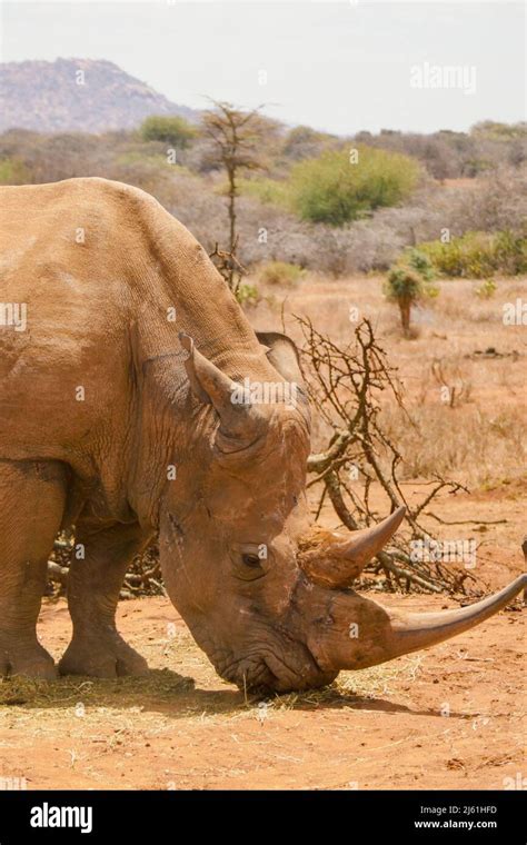 The Critically Endangered White Rhino Ceratotherium Simum At A