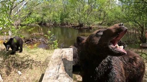 Медведи романтики с большой дороги. - YouTube