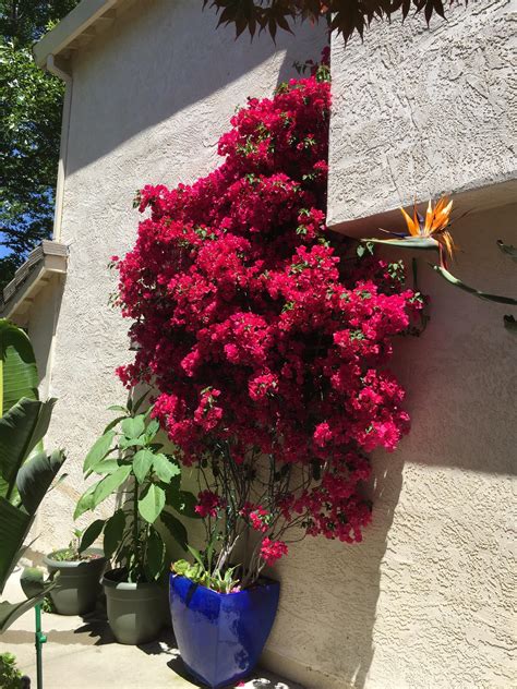 How To Grow Bougainvillea In Pots