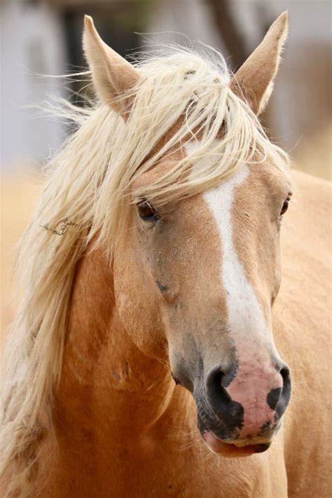 Caras Del Caballo Fotos De Stock Download 691 Fotos Libres De Derechos