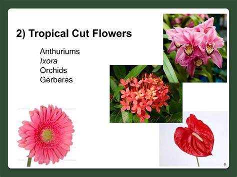 Cut Flower Production In Sl Ppt