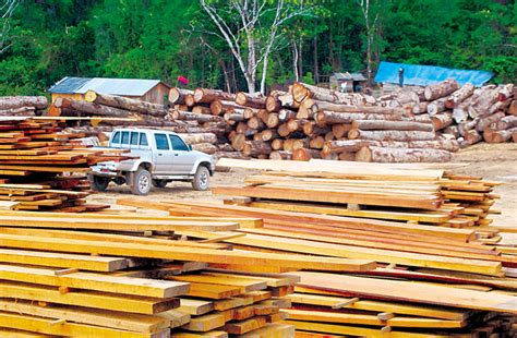 Menos tramitología para la producción y exportación de madera cultivada