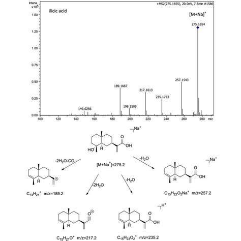 Uhplc Qtof Ms Total Ion Chromatogram Of The Sesquiterpene Fraction