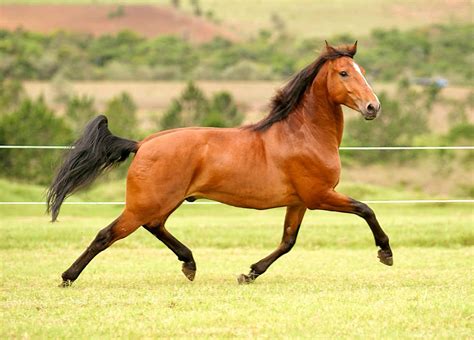 Puro Sangue Lusitano O Mais Belo Cavalo Do Mundo Vortexmag