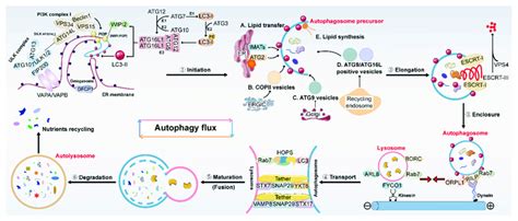 The Detailed Description Of An Intact Autophagy Flux In Mammalian