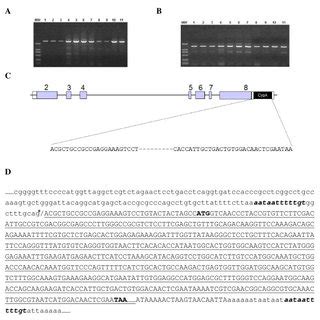 Formation Of TRIMCyp Fusion Gene In M Leonina A And B The Genomic