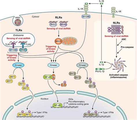 Pathogenicity And Virulence Of West Nile Virus Revisited Eight Decades After Its First Isolation