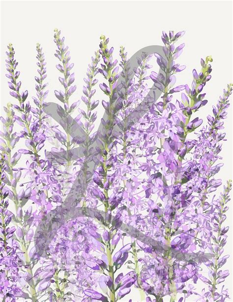 Printable 85x11 Lavender Flower Print Etsy